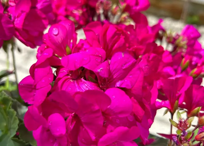 Donatella * ポレッチ